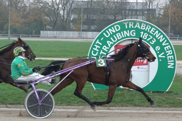 In allen sieben Amateurfahren ist Dr. Marie Lindinger am LOTTO Bayern-Renntag engagiert und hofft unter anderem mit Valesco auf zählbare Ausbeute im Wettbewerb ums deutsche Amateurfahrerchampionat zum Straubinger Saisonfinale 2024. (Foto: W. Schaffrath)